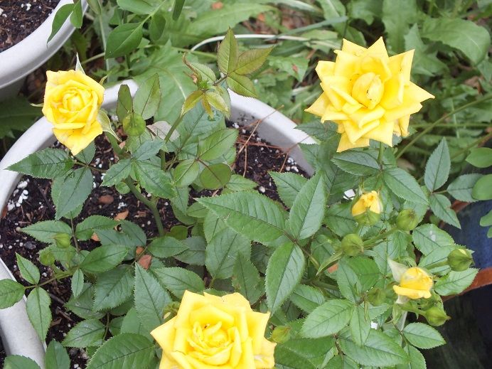  photo y2k_zpsd4aa0d06.jpg